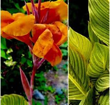 2 Bengal Tiger “Pretoria” Canna Lily Rhizome Bulbs Orange Blooms picture