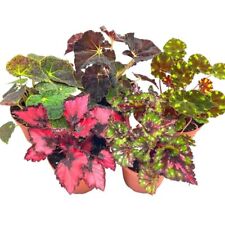 BubbleBlooms Harmony's Begonia Rex Assortment, Warm Colorful Summer, 4 inch, Set picture