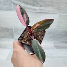 Philodendron Pink Princess rare live house plant - in 3