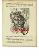 Basilisk, Marine Iguana On Reverse, Book Illustration, 1896 picture