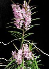 Ascocentrum Christensonian 2in in season pink vanda type very easy to flower picture