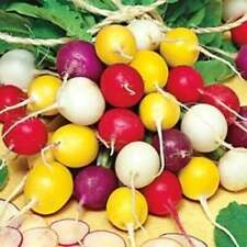 Crayon Colors Radish Mix, Colorful, Easy Grow, Variety Sizes Sold,  picture