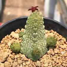 3-5CM Cactus Live Plant Pseudolithos Caput-viperae Beautiful Cactus Rare Cactus picture