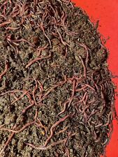 200+ Red Wiggler Worms—Live-Organic—Eisenia fetida—FREE SHIPPING picture