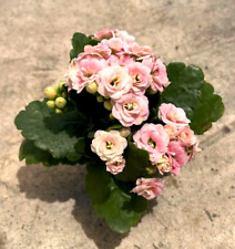 Kalanchoe Pink, Comes in a 2.5” Pot picture