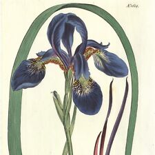 Scarce 1813 Curtis Hand-Colored Botanical Engraving No. 1604 IRIS SIBERICA picture