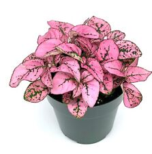 Hypoestes Pink Splash Live Potted House Plants Air Purifying picture