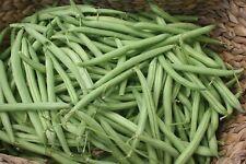 Provider Bush Green Bean Seeds, NON-GMO, Variety Sizes Sold,  picture