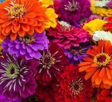 California Giant Zinnia Flower Seeds | Non-GMO | Fresh Annual Flower Seeds picture