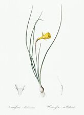 Daffodil Lily Les Liliacees by Pierre Joseph Redouté Print Repro picture