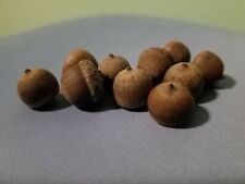 10 Southern Red Oak Acorns Quercus buckleyi Seeds Craft Tree Landscaping Plant picture