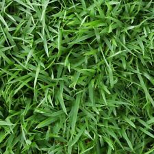 Rare Cavalier Zoysia grass seeds 1/8 lb picture