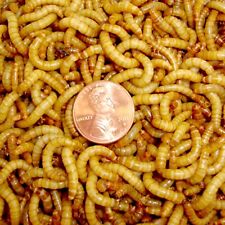 Live Mealworms, 50 - 1,000 Counts (3/4