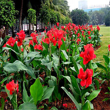 RED CANNA LILY INDICA SEEDS INDIAN SHOT Arrowroot Flowers Attracts Hummingbirds picture
