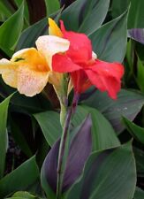 RARE Variegated Canna Lily - Rhizome picture