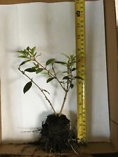 2 Tibouchina Dwarf - Live Plants picture