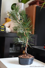 Black thunberg pine bonsai picture