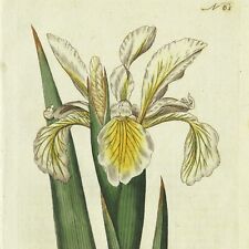 Scarce 1788 Curtis Hand-Colored Botanical Engraving No. 61 TALL IRIS OCHROLEUCA picture