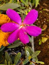 ECUADOR PRINCESS Tibouchina Bush Live Tropical Plant Purple Flower 2 to 5