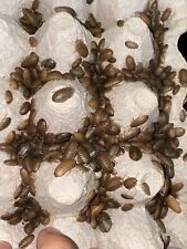 Dubia Roaches Small,Medium Reptile Feeders Live Feeders  picture