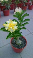 4 Rare Yellow White Desert Rose Seeds Adenium Perennial Flowers 250 US SELLER picture