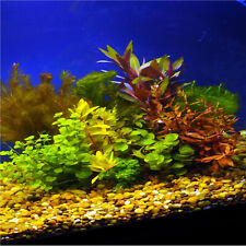 Premium Assorted Mixed Plant Bunch Live Aquarium Plants picture