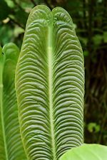 King Veitchii - Anthurium veitchii - Live Plant picture