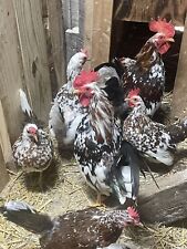 6++  (Rare) Olandsk Dwarf Chicken Hatching Eggs picture