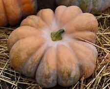 Fairy Tale Pumpkin Seeds, Musque de Provence, NON-GMO, Heirloom,  picture