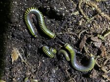 10 LIVE - Bumblebee Millipedes  Bioactive cleanup crew picture