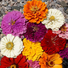 California Giants Mix Zinnia Seeds | Non-GMO |  | Seed Store | 1188 picture