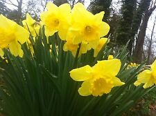 25 WILD DAFFODIL bulbs  Lent Lily (Narcissus pseudonarcissus) picture