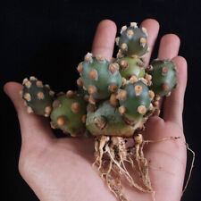5cm Cactus Live Plants Tephrocactus molinensis Beautiful Cactus Rare Cactus picture