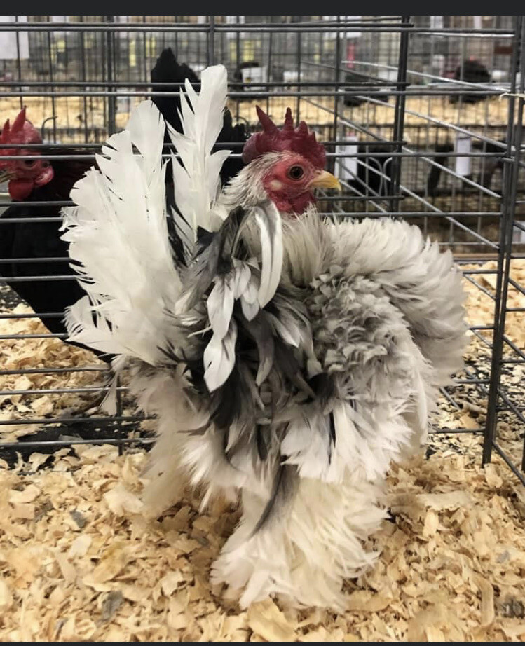 6 + 3 SQ Fresh Serama Hatching Eggs Splash Blue Black Chocolate Mottled NPIP 6 + 3 SQ Fresh Serama Hatching Eggs Splash Blue Black Chocolate Mottled NPIP