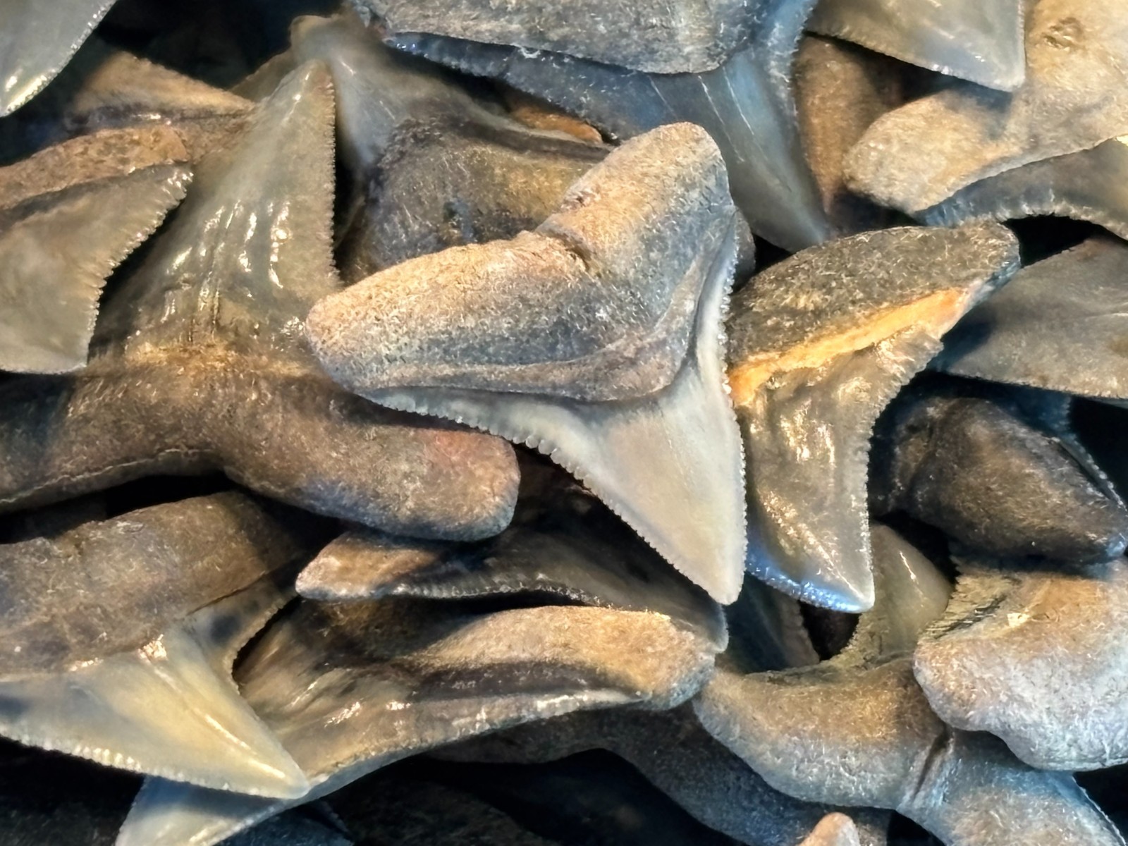 Lot of 10 A Grade Fossilized Bull Shark Teeth from SouthWest Florida