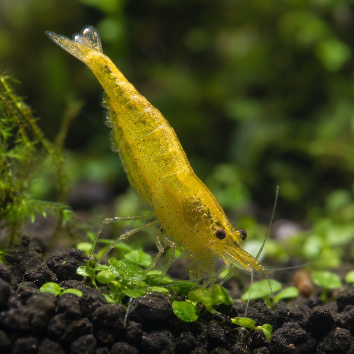 20+3 Live Yellow Neocaridina Freshwater Aquarium Shrimp - Beginner Friendly