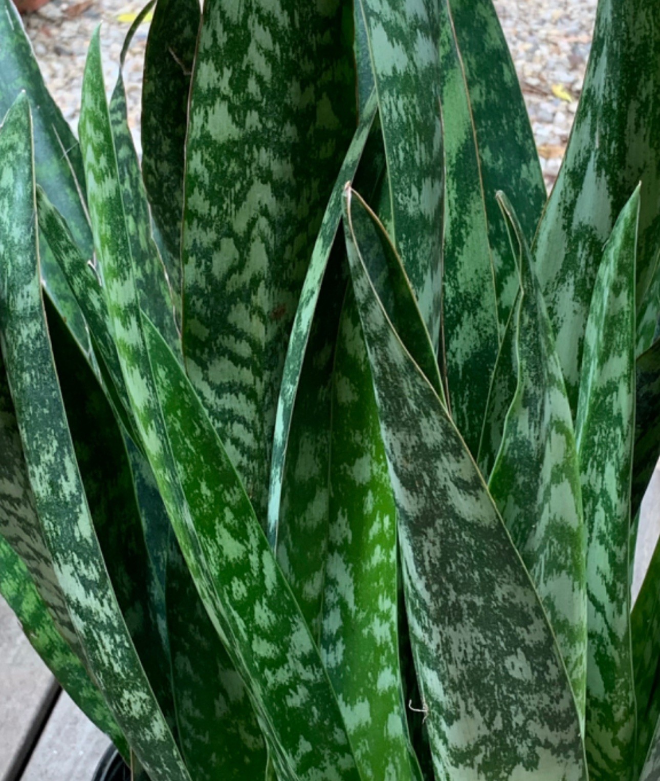 5x Snake Plant Cuttings Mother-In-Law's Tongue Sanseveria Air Purification Home