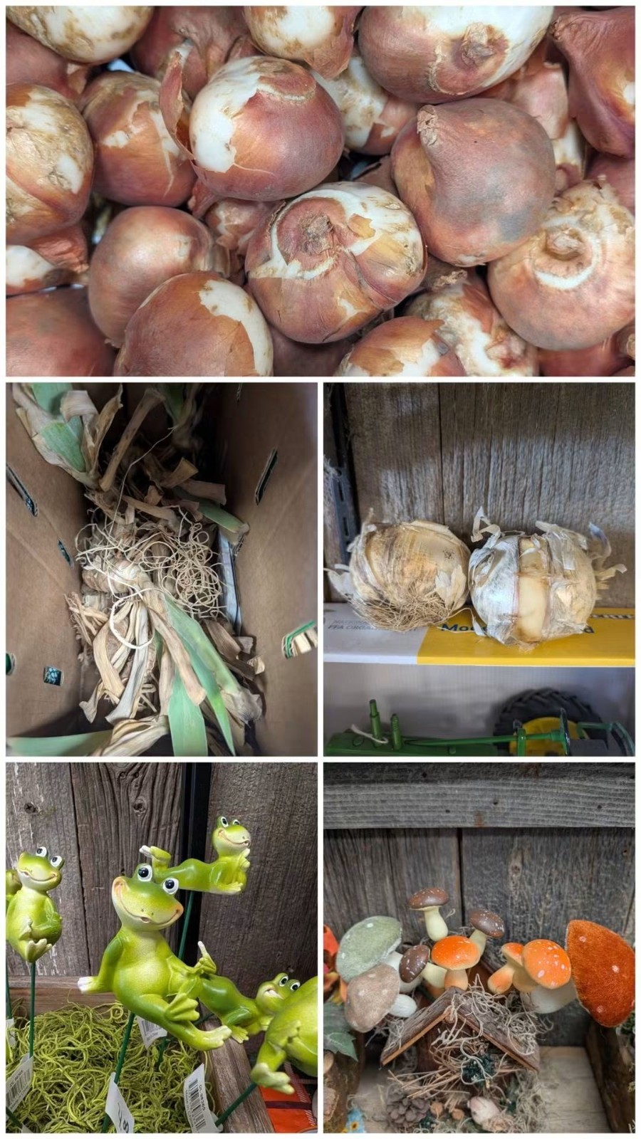 Perennial Flower Bulbs Designer Bundle Perennial Flower Bulbs Designer Bundle