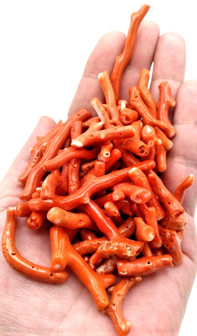 Genuine Branch Coral Beautiful Rare Great for Collectors ~ 1/2\ Genuine Branch Coral Beautiful Rare Great for Collectors ~ 1/2\