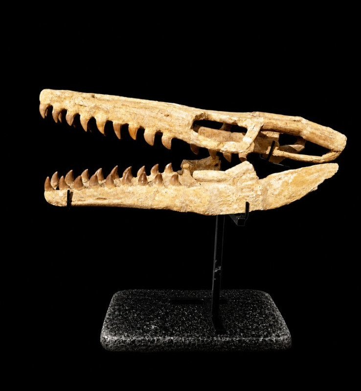 Museum Display Massive Mosasaur Skull Fossil With Tooth Jaws Authentic Cretaceou