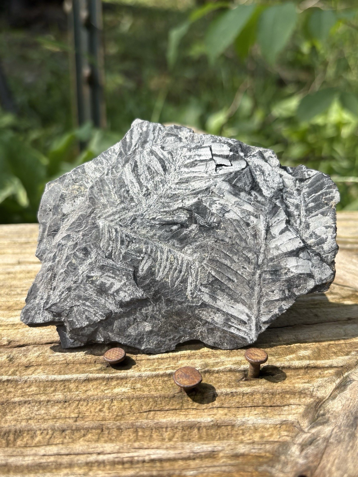Large Fern Fossil Specimen- Natural 4.2” Fern Leaves Double Shale Impressions