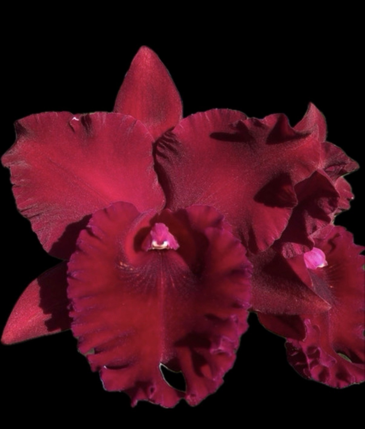 Pot. Hey Song ‘Tian Mu’ Cattleya Orchid plant BS 4” BLOOMING SIZE Large RARE H