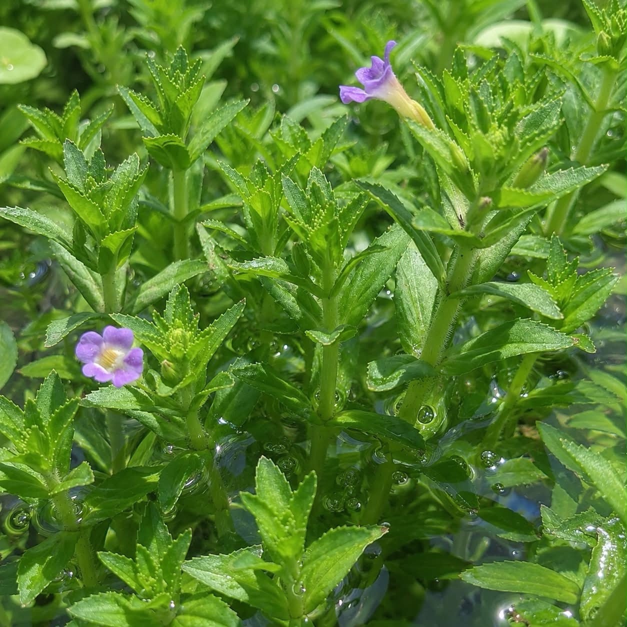 10+ Stems Rice paddy herb Limnophila  Live Aquarium Plant Buy 2 Get 1 Free