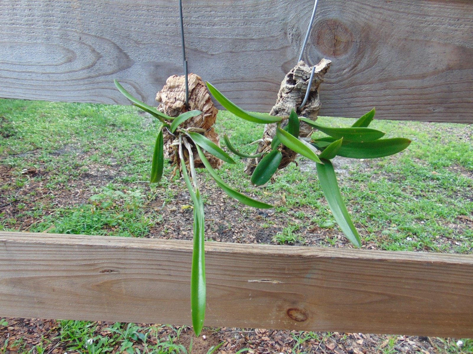C. Summer Spot X B. nodosa 4N Mounted cork bark 2 PLANTS