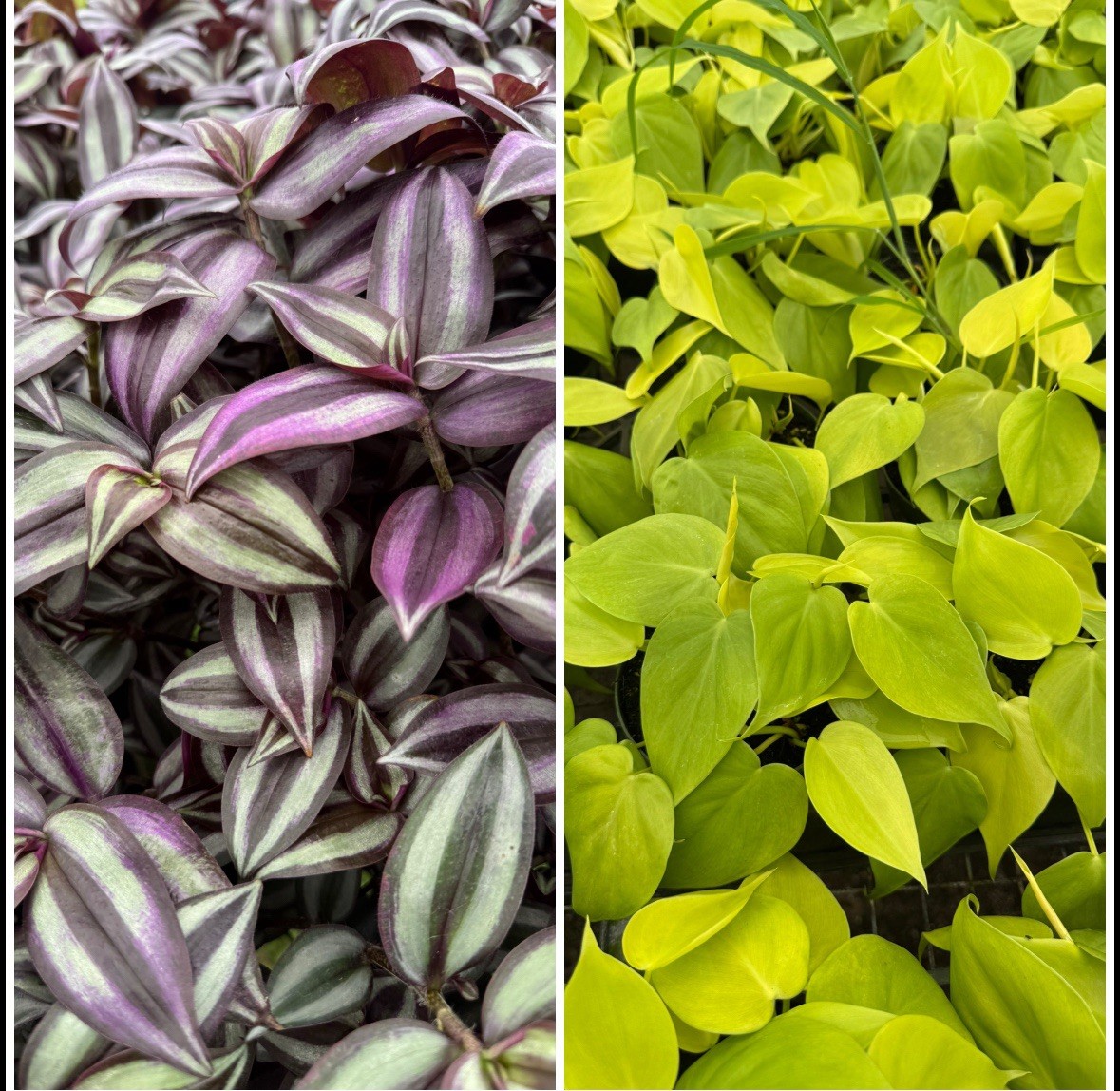 Plant Combinations Gorgeous 2pk