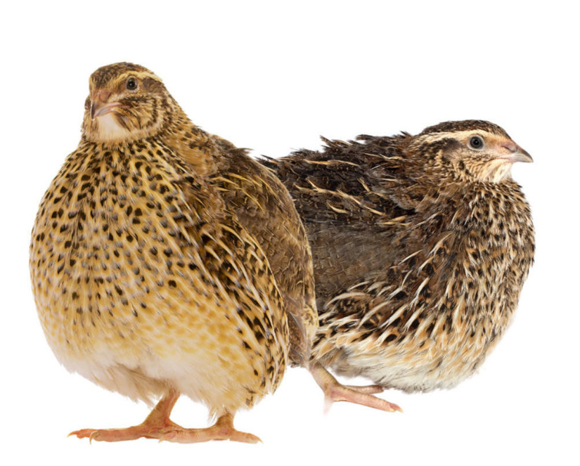 15+ Georgia Giant Jumbo Coturnix Quail Hatching Eggs NPIP AI Free 15+ Georgia Giant Jumbo Coturnix Quail Hatching Eggs NPIP AI Free