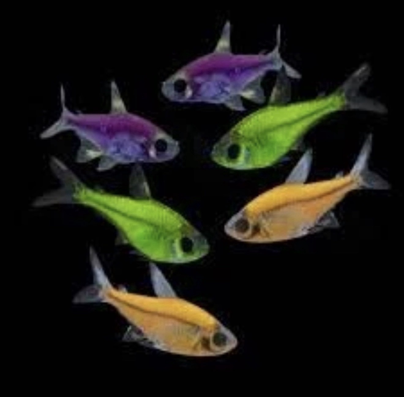 3 Assorted Pristella Tetra Glofish. Low Shipping 3 Assorted Pristella Tetra Glofish. Low Shipping