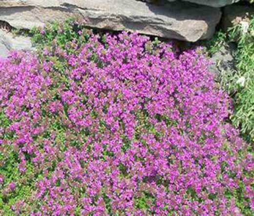 CREEPING THYME Thymus Serpyllum Ground Cover - 200,000 Bulk Flower Seeds