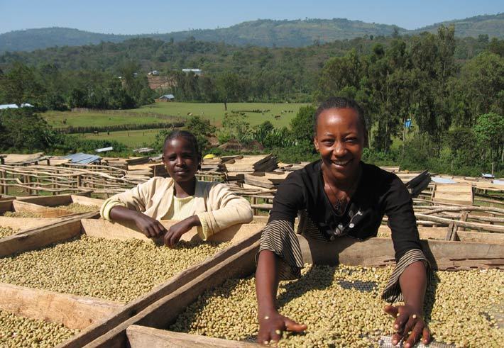 Ethiopian Yirgacheffe Arabica Coffee Beans | Medium Roasted 5 X 1 LB Bags Ethiopian Yirgacheffe Arabica Coffee Beans | Medium Roasted 5 X 1 LB Bags