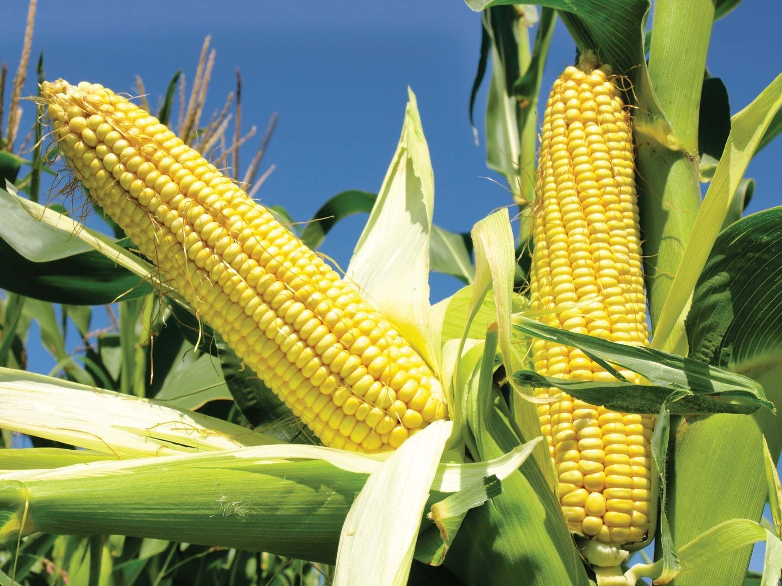 Oaxacan Olotillo Amarillo Corn Seeds (50) / MEXICAN HEIRLOOM / Non-GMO / RARE